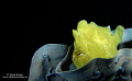  Night diving Bohol. Bohol  
